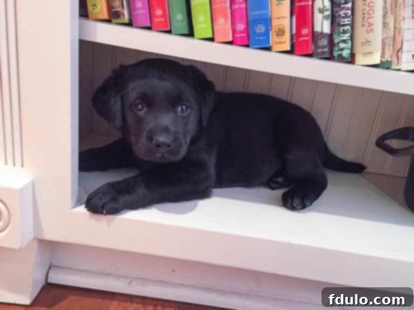 Isabelle, an adorable eight-week-old black lab puppy, posing playfully.