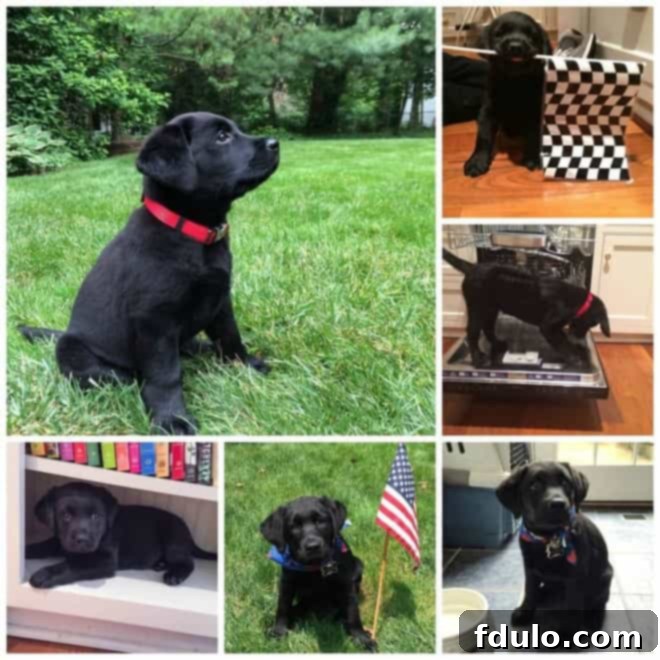 A playful collage of puppy photos, adding a touch of personal charm to the blog.