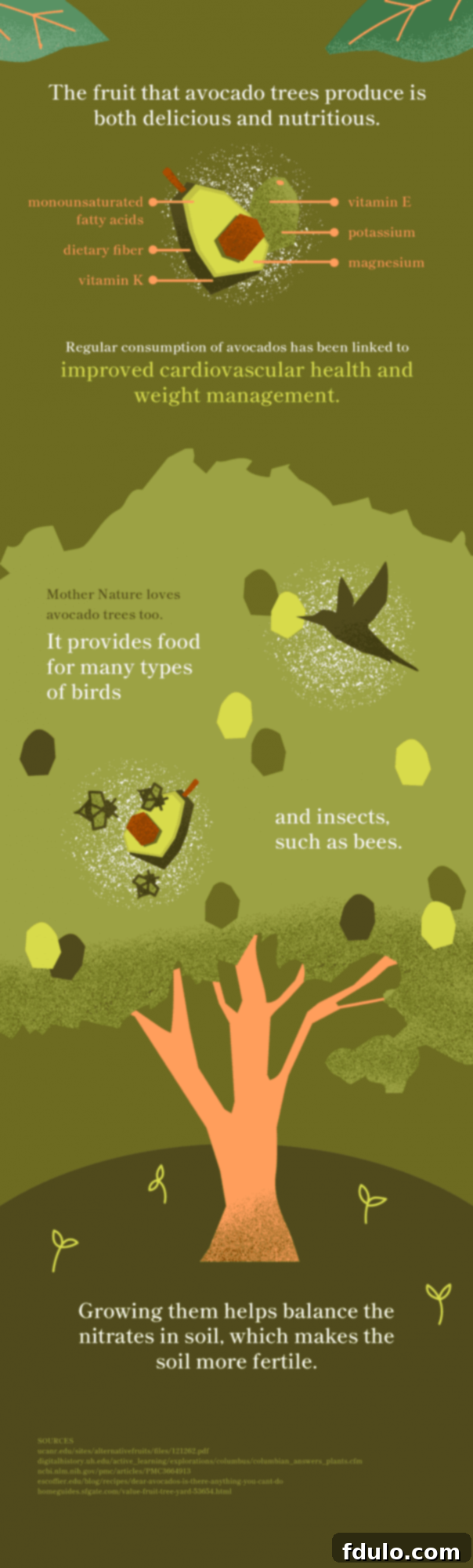 Avocado infogram detailing nutritional facts and health benefits.