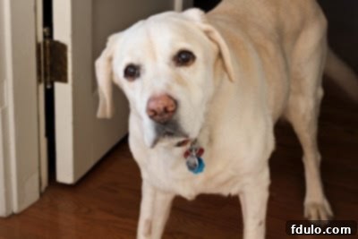 Fudgy Chocolate Brownies 5 Our beloved yellow lab, Miss Lambeau, attentively looking at the camera with her expressive eyes.