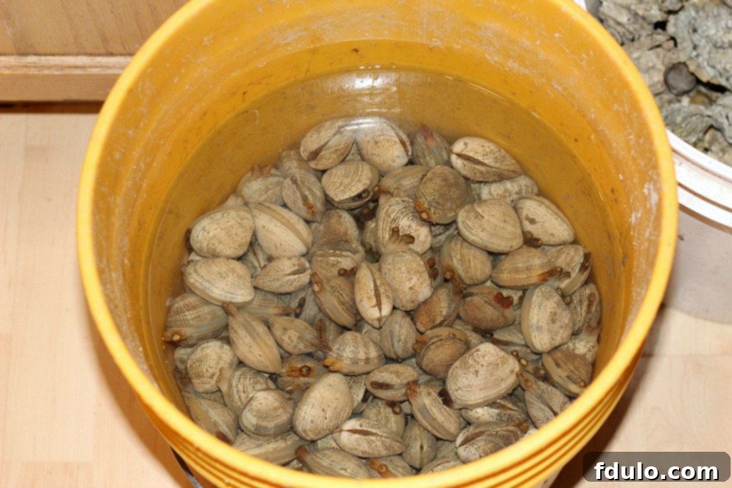 Bucket of clams spitting in ocean water