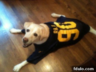 A charming dog wearing a retro football jersey, looking wistfully as if hoping for a bite of molten lava cake.