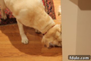 Kitchen assistant during puff pastry pinwheel preparation A dog licking crumbs off the kitchen floor during baking