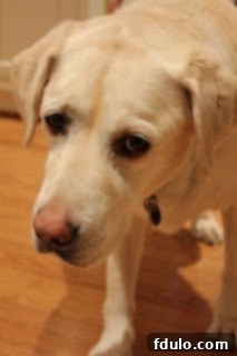 Observant canine kitchen companion during puff pastry making Close-up of a dog's innocent face in the kitchen, observing the baking process