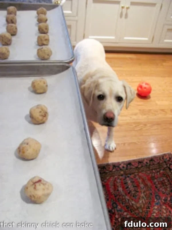 Freshly baked Pecan Snowballs on baking sheets, with a cute Labrador Retriever puppy (Miss Lambeau) sniffing curiously at the edge of the tray.