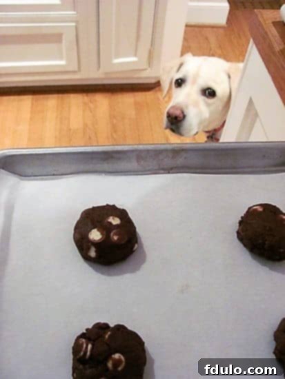 Quadruple Chocolate Cookies Lambeau, our yellow lab, eyeing the Quadruple Chocolate Cookie dough balls on a baking sheet.