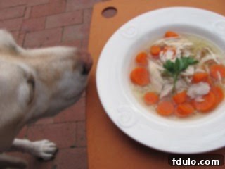 A dog, Lambeau, sniffing a bowl of Homemade Chicken Soup with Matzo Balls