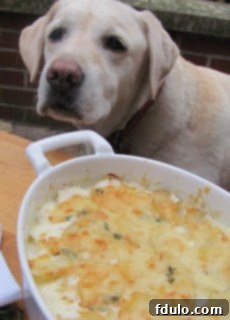 French potato gratin - a rich, elegant side dish that even furry friends appreciate! A playful shot of a dog, Lambeau, sniffing curiously near a French potato gratin, hinting at its delicious aroma.